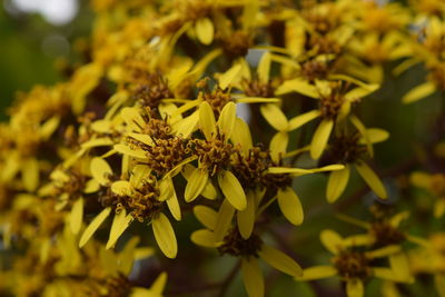 Close-up of yellow flowers