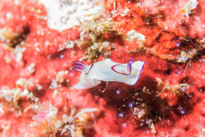 Close-up of fish swimming in sea