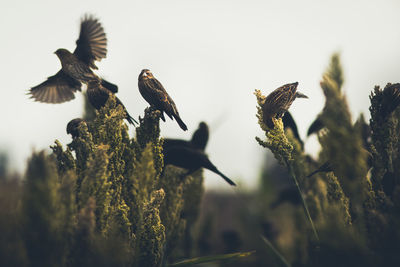Close-up of birds perching on a plant