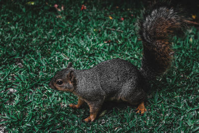 Close-up of squirrel on field