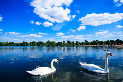 Swans swimming in lake against sky