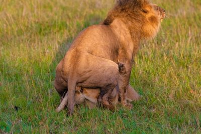 Lion in a field