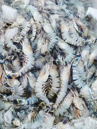 High angle view of shrimps for sale