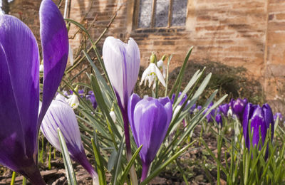 Close-up of purple crocus blooming outdoors