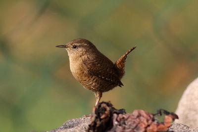 Close-up of bird perching on rock