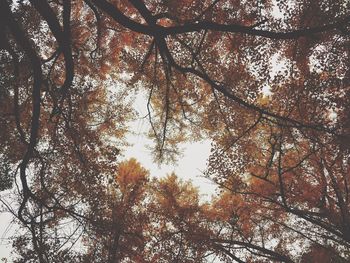 Low angle view of trees in forest