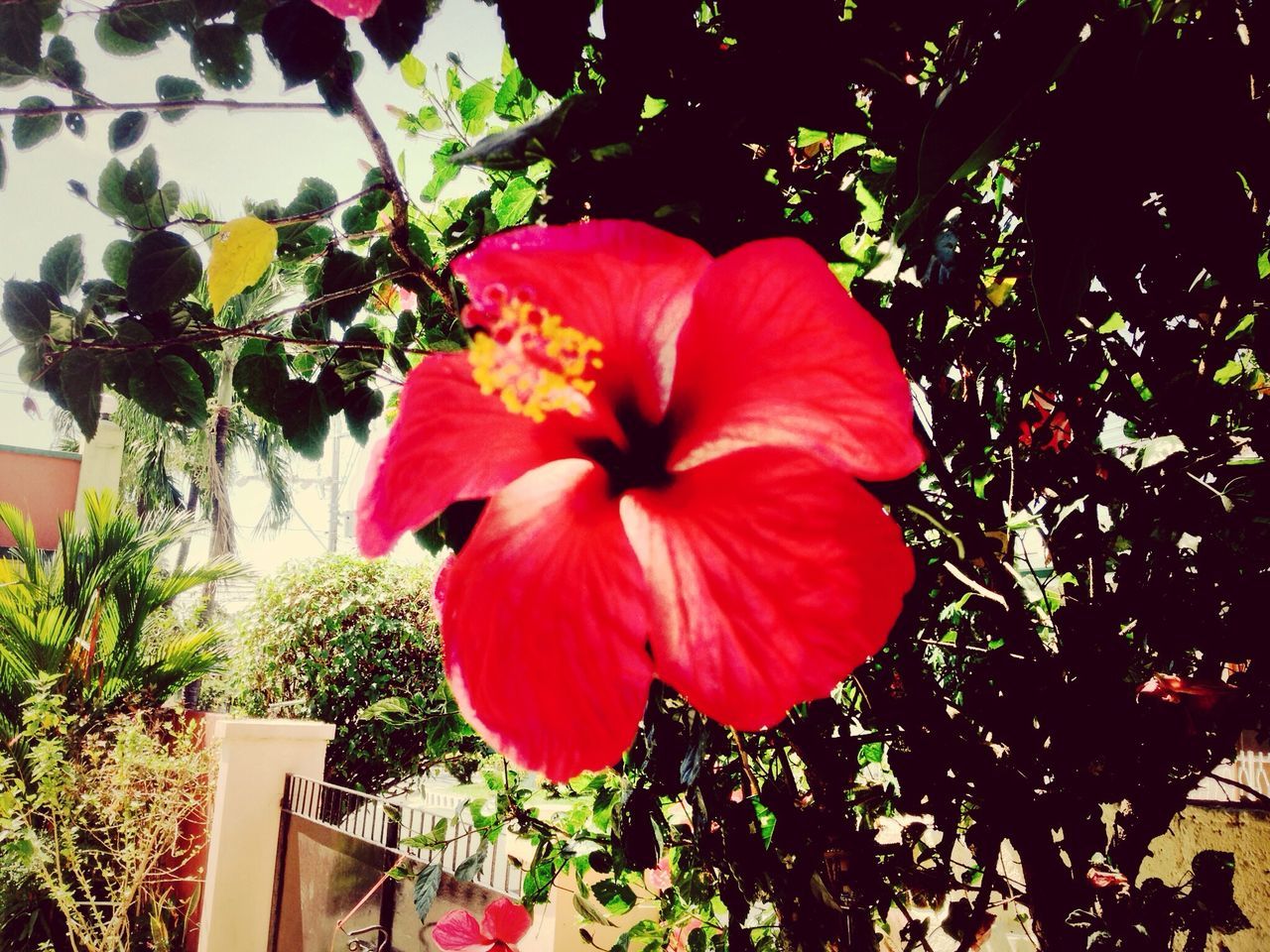 flower, petal, red, growth, freshness, flower head, fragility, beauty in nature, nature, close-up, blooming, plant, focus on foreground, in bloom, blossom, leaf, tree, day, hibiscus, outdoors