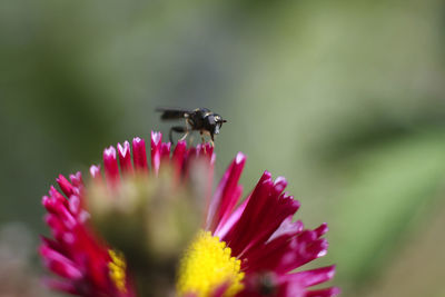 Close-up of insect pollinating on purple flower