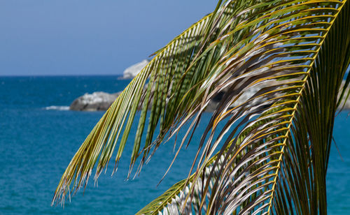 Palm tree by sea against clear sky