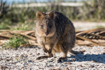 Close-up of a quokka on rottnest island