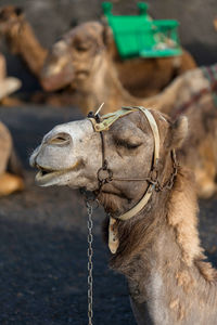 Close-up of an animal