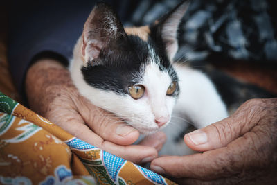 Close-up of hand holding cat