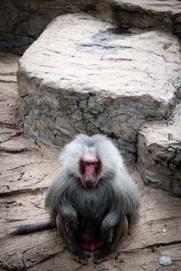 High angle view of baboon on field
