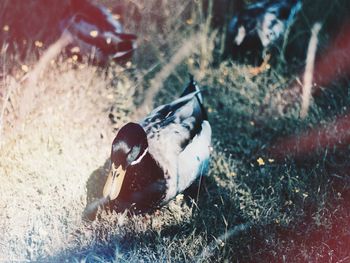 Close-up of duck swimming on field