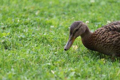 Side view of a bird on field