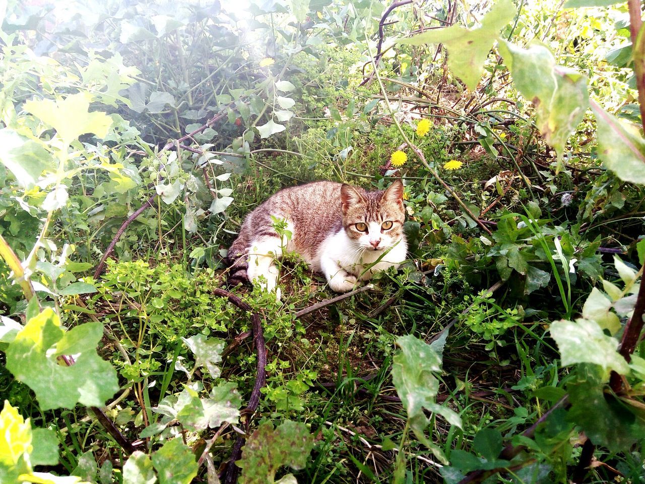 animal themes, one animal, plant, mammal, domestic animals, growth, animals in the wild, green color, grass, high angle view, wildlife, domestic cat, pets, leaf, field, nature, relaxation, cat, resting, feline