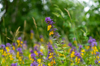 Close-up of purple flowering plant on field