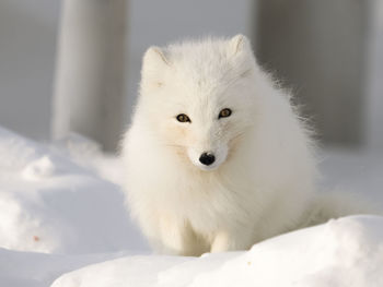 Arctic fox sits in the snow and looks into the frame