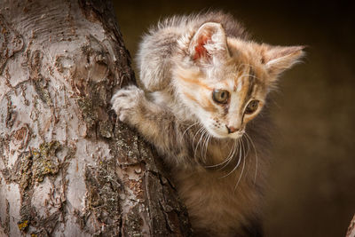 Close-up portrait of a cat