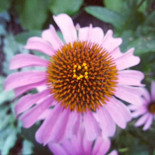 flower, petal, freshness, flower head, fragility, growth, close-up, beauty in nature, pollen, focus on foreground, blooming, nature, plant, in bloom, single flower, pink color, stamen, outdoors, day, selective focus