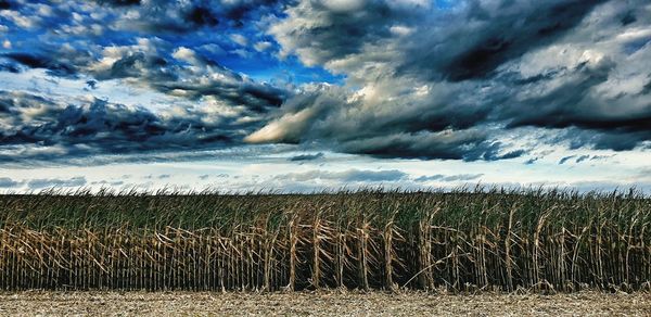 Scenic view of agricultural field against sky