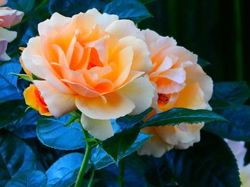 Close-up of orange flowers blooming outdoors