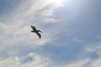 Low angle view of seagull flying in sky