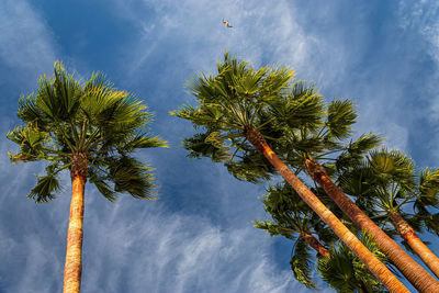 Low angle view of coconut palm tree against sky