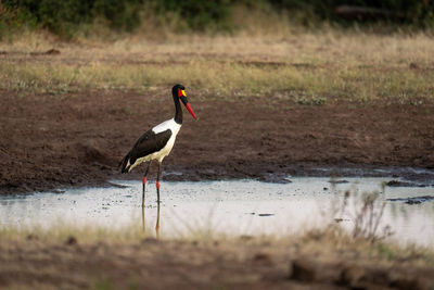 Female saddle-billed stork standing in stagnant waterhole