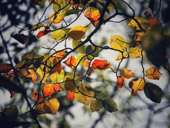 Low angle view of orange leaves on tree during autumn