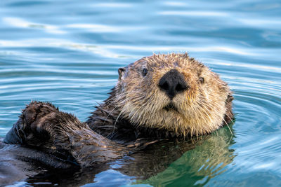 Close up of a sea otter in moss landing, california.