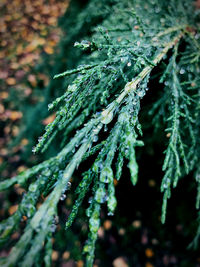 Close-up of raindrops on pine tree