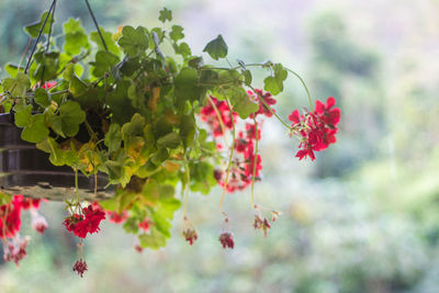 Close-up of pink flowers blooming on branch