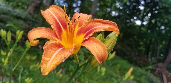 Close-up of orange day lily on plant