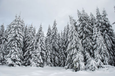 Snow covered trees on land against sky