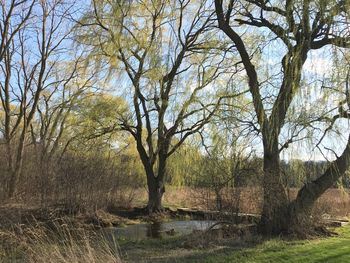 Bare trees by lake in forest