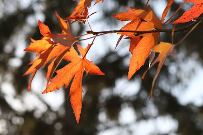 Close-up of orange maple leaves on tree