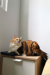 Cat sitting on table at home