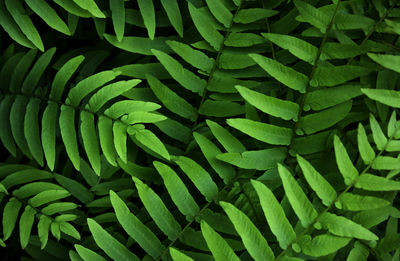 Full frame shot of green leaves