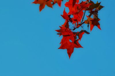 Low angle view of red maple leaves