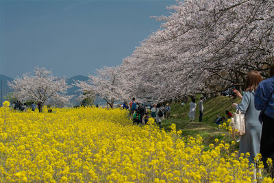 High angle view of people and yellow flowering plants