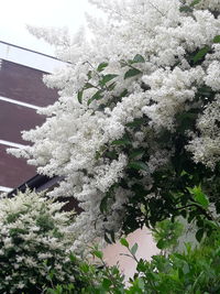 White flowering plants on snow covered tree