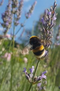 Close-up of bee on purple flower