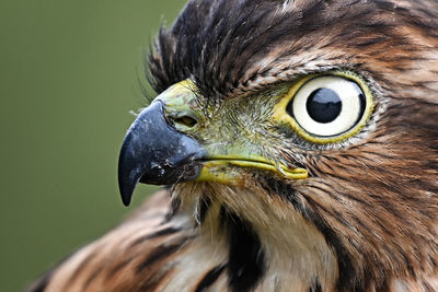 The sharp gaze of the eagle's eyes