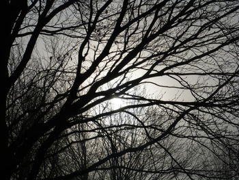 Low angle view of bare tree against sky