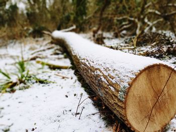 Close-up of log in snow