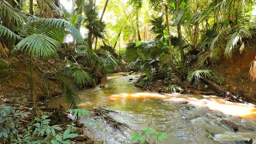 Stream in forest