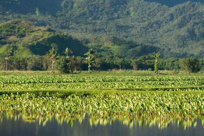 Scenic view of agricultural field