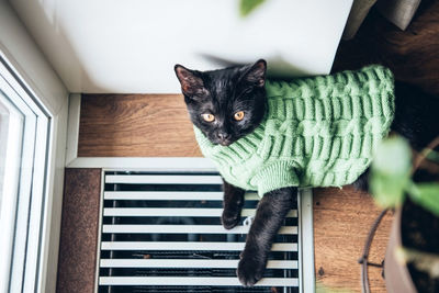 Portrait of black cat in costume at home