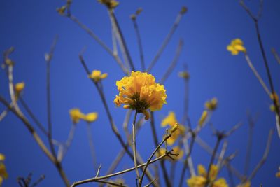 Close-up of yellow flowers against clear blue sky